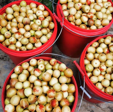 Crisp Sweet Fresh Round Dates Winter Jujube Frutis From Shaanxi China