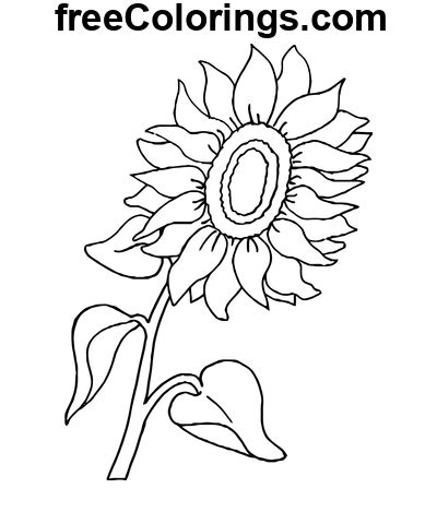 Dessin Au Trait Dart Tournesol Coloriages Gratuits Imprimer