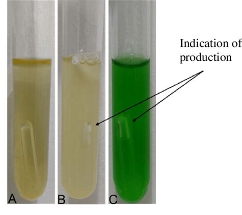 Shiitake Samples Fecal And Thermotolerant Coliforms Growth Assessment