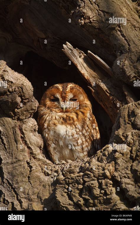 Roosting Tawny Owl Strix Aluco Cambridgeshire England Stock Photo