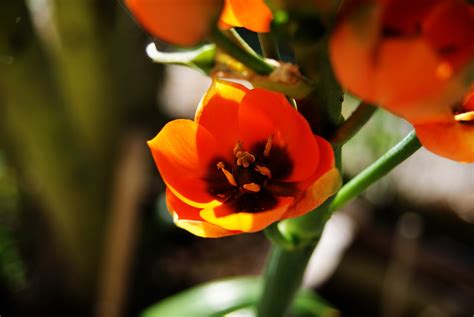 Immagini Belle Fiore Petalo Estate Tulipano Mazzo Arancia