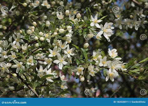 White Blossoms On A Golden Raindrops Crabapple Tree Malus Transitoria