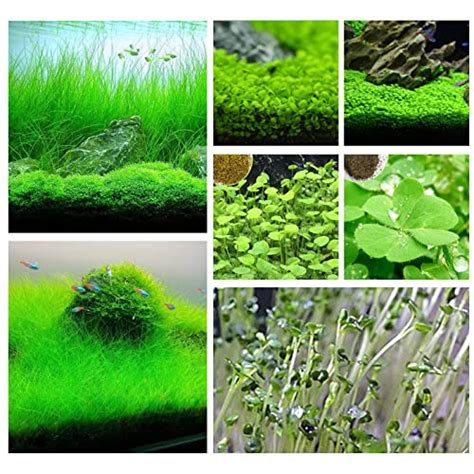 10 Best Oxygenating Plants For Fish Pond Of 2022 – SPI Nature Center