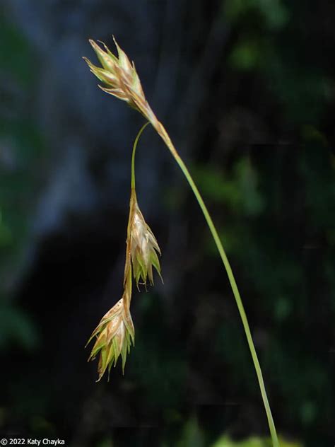 Carex Praticola Northern Meadow Sedge Minnesota Wildflowers