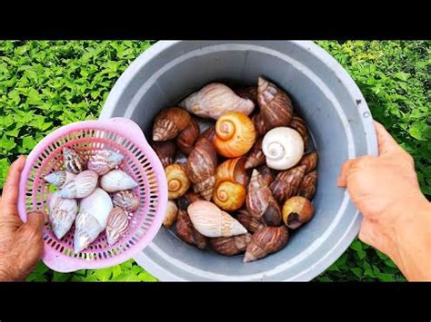 WOW Mencari Dan Berburu Bekicot Lucu Cangkang Bekicot Albino Dan