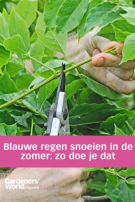 Blauwe Regen Snoeien In De Zomer Voor Extra Bloemen Gardeners World