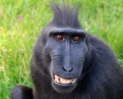 Rare Crested monkey stock image. Image of face, mammal - 75334315