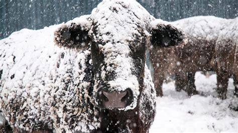 Beef Cows In Winter