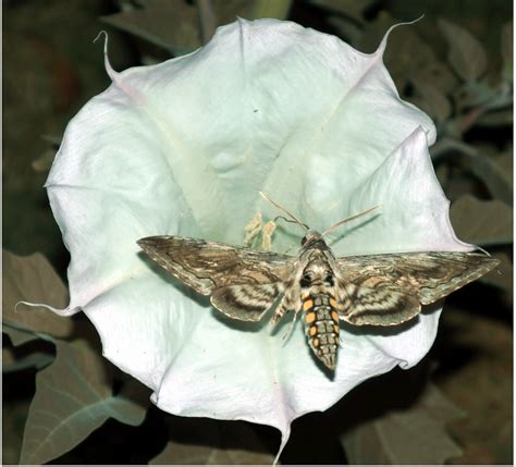 Hawkmoths And Sacred Datura A Relationship In Moonlight Akatomato