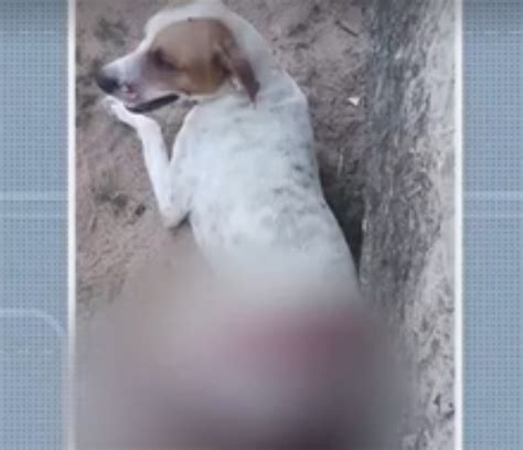 Cachorro fica gravemente ferido após ser golpeado facão no interior