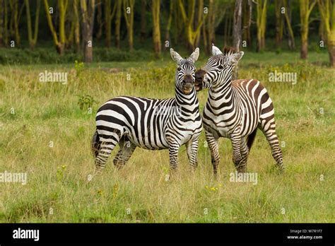 Grant S Zebra Equus Burchelli Boehmi Males Fighting Nakuru National