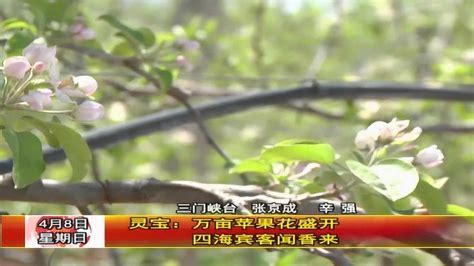 灵宝：万亩苹果花盛开四海宾客闻香来 腾讯视频