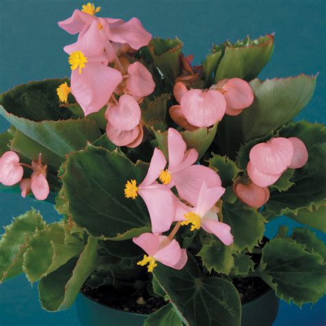 Begonia Green Leaf – Pink – White House Nursery