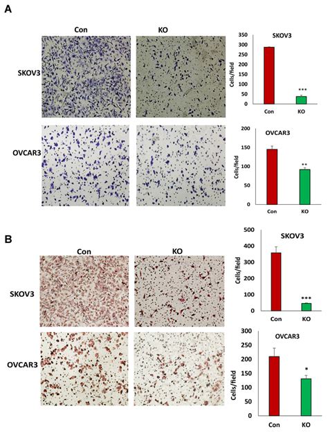 Lentiviral CRISPR Cas9 Nickase Mediated BIRC5 Gene Editing Reduced Cell