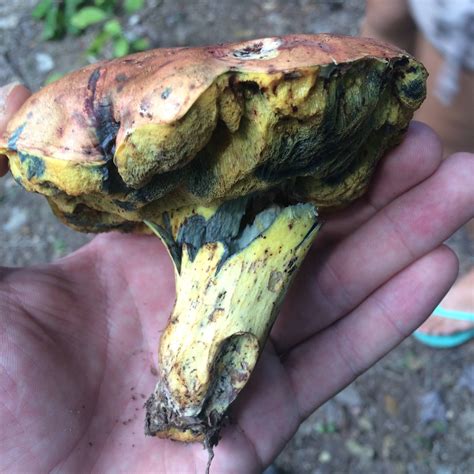 Top 97 Pictures Pictures Of Edible Mushrooms In Kentucky Latest