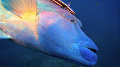 Wally the Gender-Swapping Fish | Watch on PBS Wisconsin