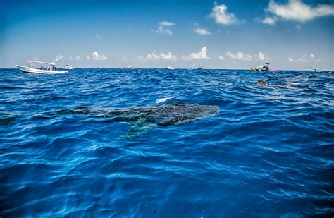 How to See Whale Sharks in Cancun: Best Tours & Tips