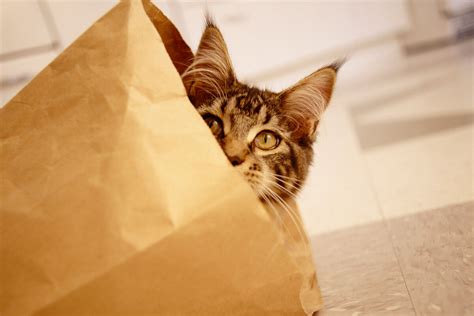 Uncovering The Origins Of Letting The Cat Out Of The Bag Yourdictionary