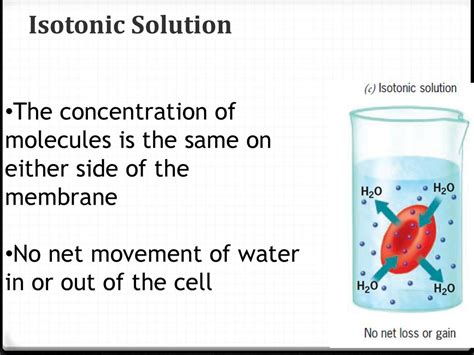 Osmosis Bellringer Sketch A Cell In A Isotonic Hypertonic And