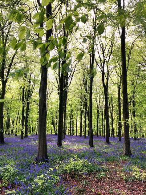 Fotos gratis árbol naturaleza bosque rama planta prado luz de