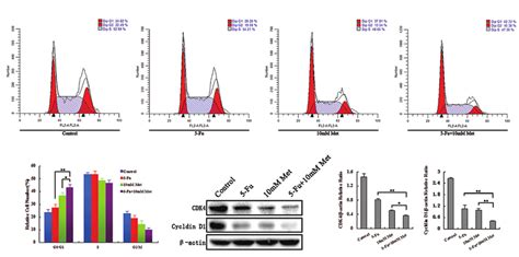 Combined Treatment With 5 Fu And Met Induces Cell Cycle Arrest In Download Scientific Diagram