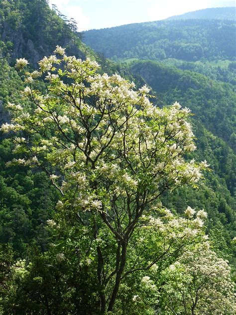 Fraxinus ornus - Trees and Shrubs Online