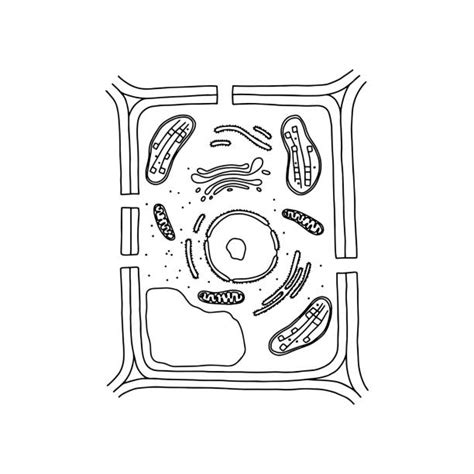 Drawing Of A Vacuole Diagram Illustrations Royalty Free Vector