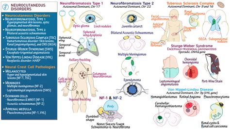 Neurology - ABPN MOC: Neurocutaneous Disorders, Part 2 | ditki medical & biological sciences