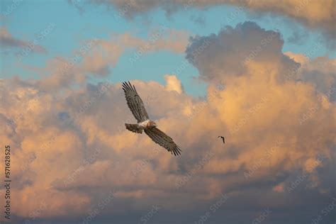 The Snake Eagle Has Caught Its Prey And The Snake Is At Its Feet Short