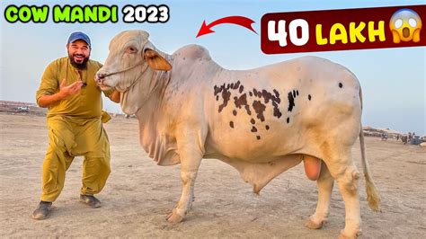 Finally Cow Mandi Pohanch Gae Heavy Bulls Agae Mandi Mein