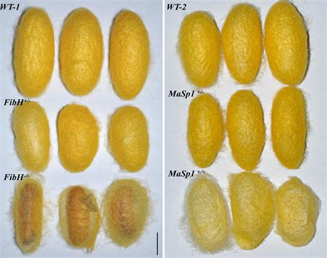 Gene editing technique allows silkworms to produce spider silk