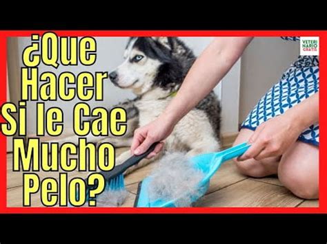 Descubre Las Causas Del Exceso De Pelo En Perros Y C Mo Solucionarlo