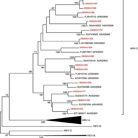 Neighbor Joining Dendrograms Depicting Phylogenetic Relationships Of