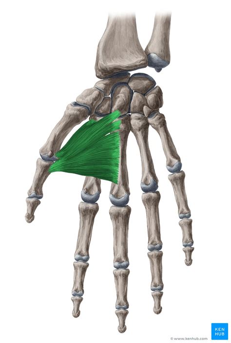 Musculo Adutor Do Polegar - Adutor do polegar: origem, inserção e função | Kenhub