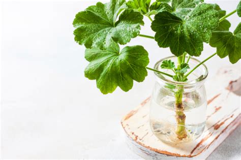 Johannisbeeren Durch Stecklinge Vermehren So Geht S