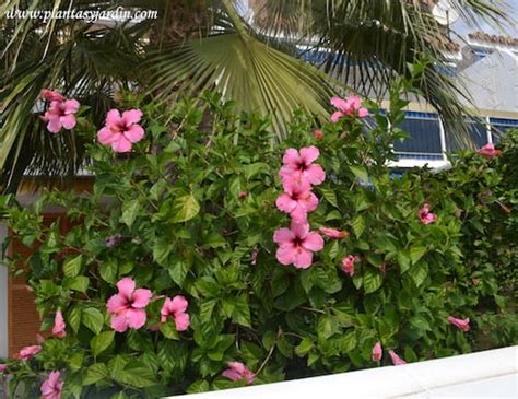 Hibiscus Rosa Sinensis Hibisco Rosa De China Plantas Y Jard N