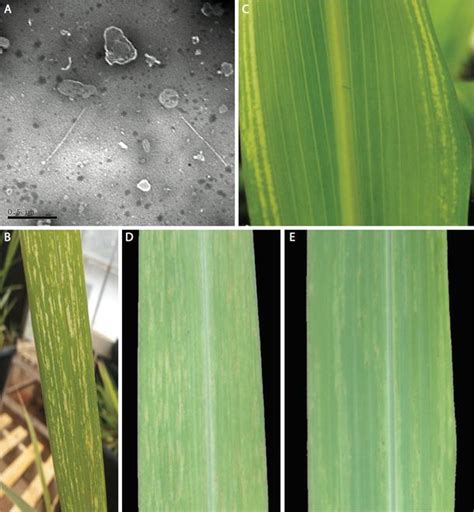 Biological And Molecular Characterization Of A Highly Divergent