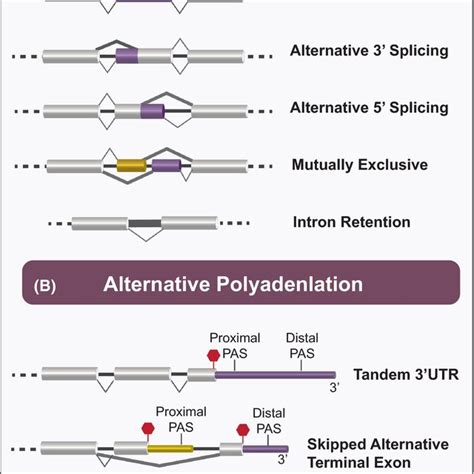 Illustration of alternative splicing and polyadenylation patterns. A ...