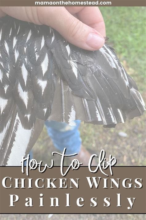 How To Clip Chicken Wings Painlessly Clipping Chickens Wings Chicken