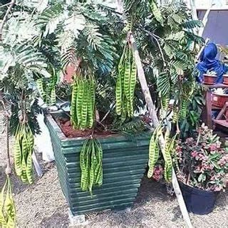 D'LAMAN HIJAU NURSERY: POKOK DALAM PASU