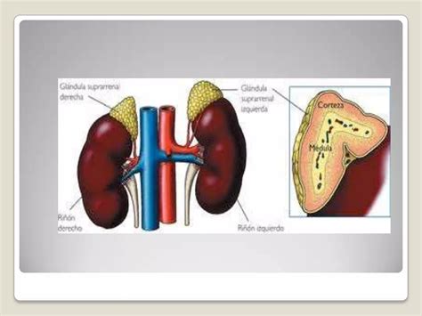 Fisiología de glándulas suprarrenales PPT