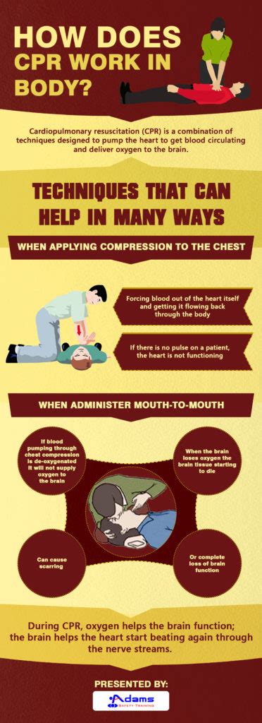 How Cpr Techniques Work In Human Body Infographic Adams Safety