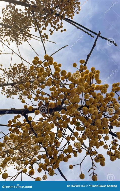 Melia Azedarach Commonly Known As The Chinaberry Tree Stock Image Image Of Asia Cape 267901157
