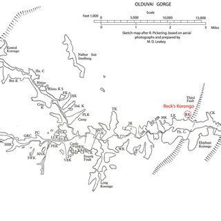 (a) Photographs of the Olduvai Hominid 1 (OH1) skeleton at the time of... | Download Scientific ...