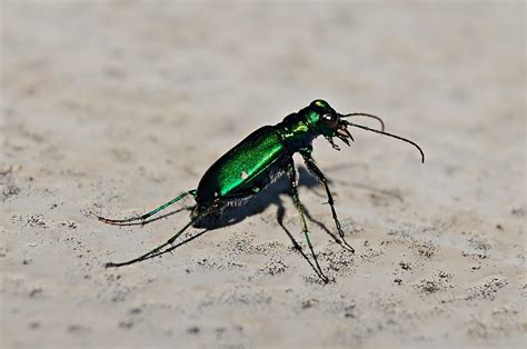 Green Beetle