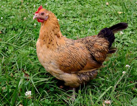 Happy Hen | Our Hen House