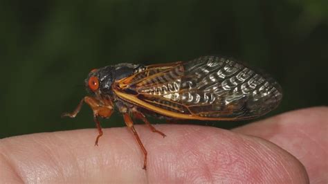 Once In A Lifetime Cicada Emergence Set For Illinois As Billions Of