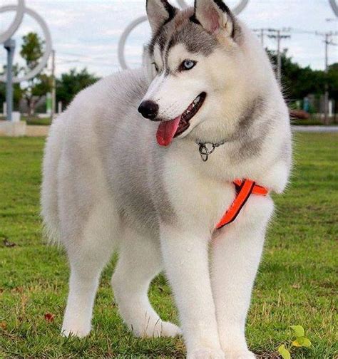 6 Things To Know Before Getting A Siberian Husky