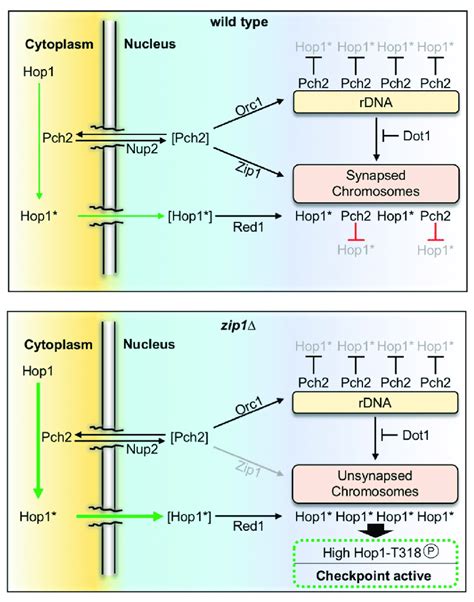 Model Of Pch2 Function In The Meiotic Recombination Checkpoint Induced