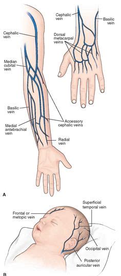 Phlebotomy Vein Diagram